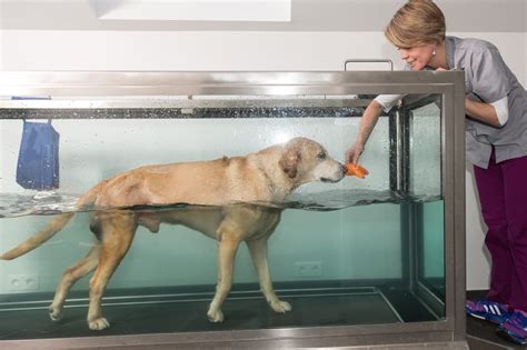 What Is Water Therapy For Dogs