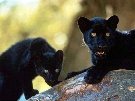 Black Panther Cubs Panther Cub Animals Wild Big Animals