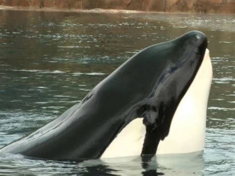 Blackfish Killer Documentary Whale Tilikum Has Died Pet Rescue Report