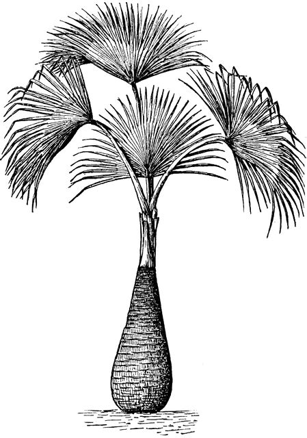 Sabal Palm Clipart Etc