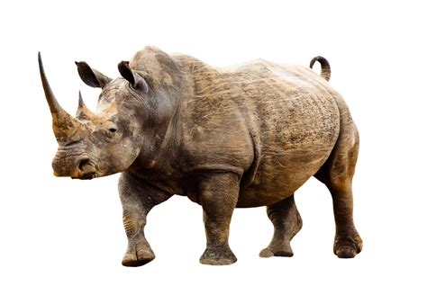 Animal Wild Rhino Free Photo On Pixabay Pixabay