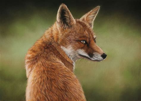 Thinking Fox Pastel Drawing By Tatjana Bril Artfinder