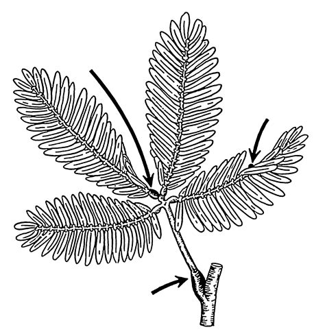 leaves clipart black and white clip art library