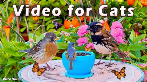 Cat Tv For Cats To Watch 😺 Beautiful Birds Cute Squirrels Of Spring 🐦