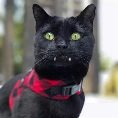 Why Do Some Cats Have Long Fangs Cute Cats Cats Cat Leash