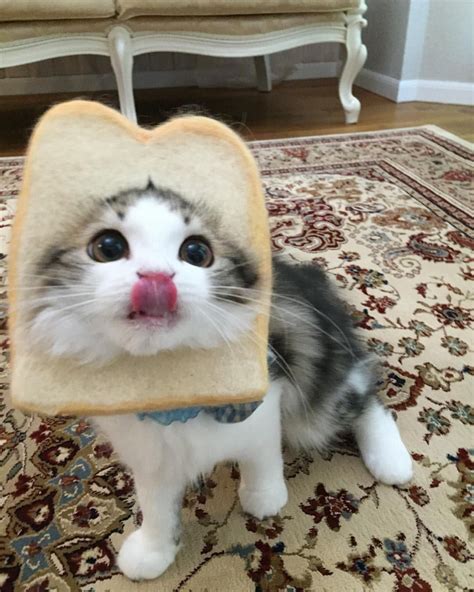 Silly Bread Cat Cute Cats Photos Cute Cats Animals