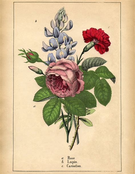 Botanical Flower Prints The Graphics Fairy