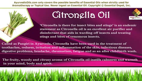Health Benefits Of Citronella Essential Oil Essential Oil