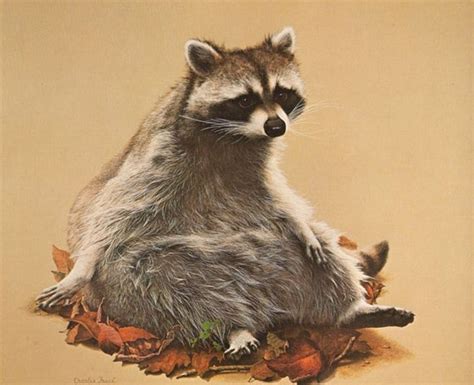Raccoon Charles Frace Vintage Antique Art Print