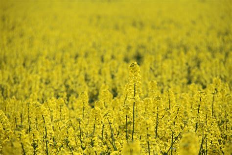 Wallpaper Landscape Food Field Yellow Rapeseed Flower Grassland