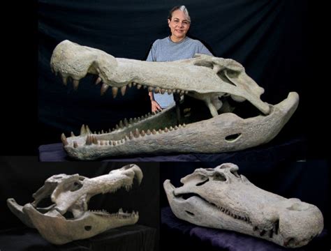 Deinosuchus Skull Gaston Design Inc