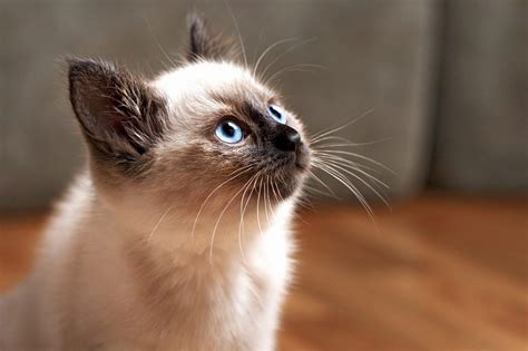 Balinese Cat Pros And Cons Price Facts And How To Care 2024
