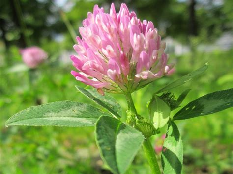 Red Clover College Of Agriculture Forestry And Life Sciences