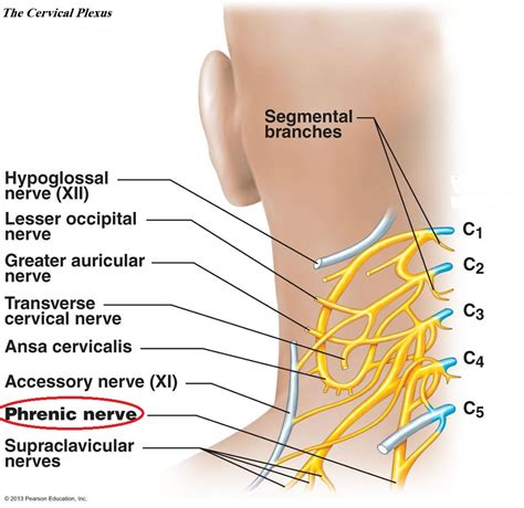 Do The Phrenic Nerves Arise From The Cervical Plexuses The Brachial