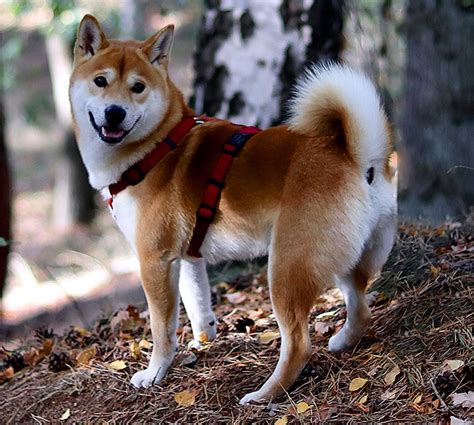 The shiba inu (柴犬, japanese: Shiba Inu: Facts about Japan's most Famous Dog Breed