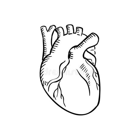 Isolated Human Heart Outline Sketch Stock Vector Illustration Of Pump