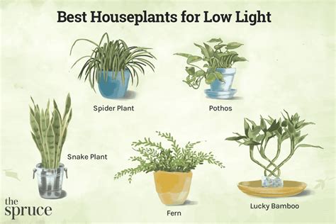 28 Best Low Light Indoor Plants For Your Home