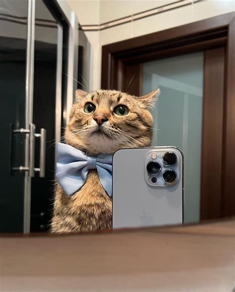 Stepan Takes A Selfie Stepan The Cat Know Your Meme
