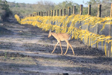 A Safe Haven For The Worlds Most Endangered Antelope