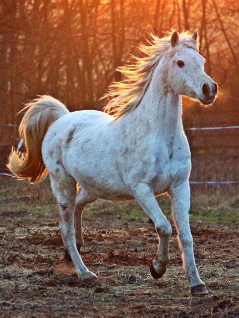 Beautiful Horse Iphone Wallpapers Top Free Beautiful Horse Iphone
