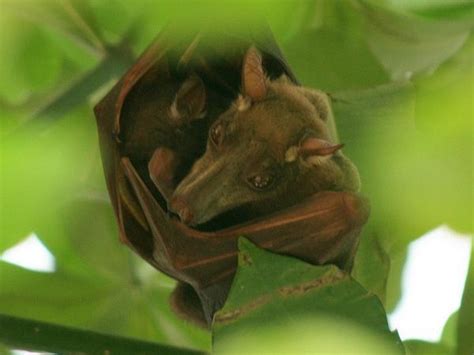 10 Bizarre Bats You Wont Want To Meet On A Dark Knight
