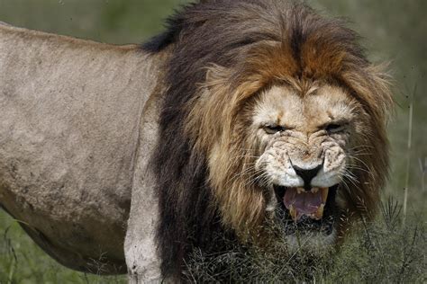 Chile Zoo Visitor Mauled After Stripping Naked And Jumping Into Lion