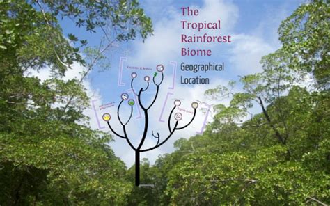 This high diversity is due to the optimal growing conditions at equatorial locations: The Tropical Rainforest Biome: Geographical Location by ...