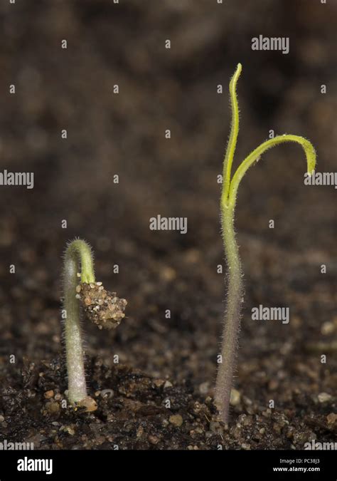 Gardeners Delight Cherry Tomato Seedling Just Germinated With