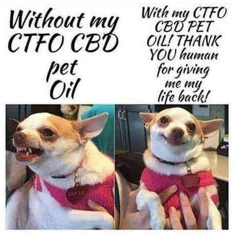 They come in wonderfully flavored, colorful variants, packed with different concentrations of cbd and other cannabinoids to allow your pet to quickly feel better. Cbd For Pets Near Me