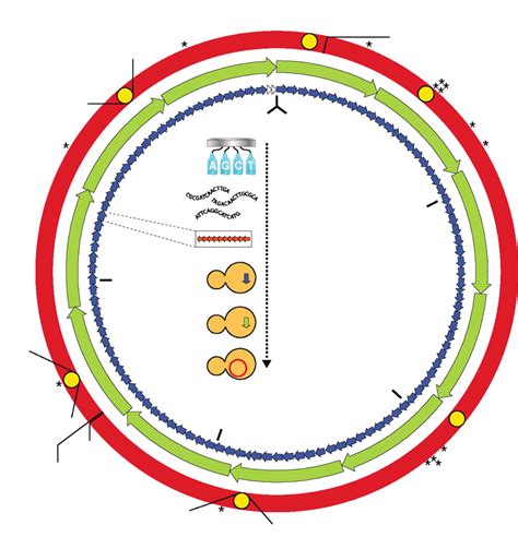 The Assembly Of A Synthetic M Mycoides Genome In Yeast Source
