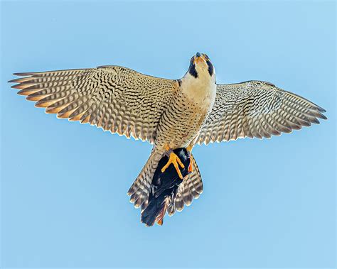 Peregrine Falcon In Flight 9 Photograph By Morris Finkelstein Pixels
