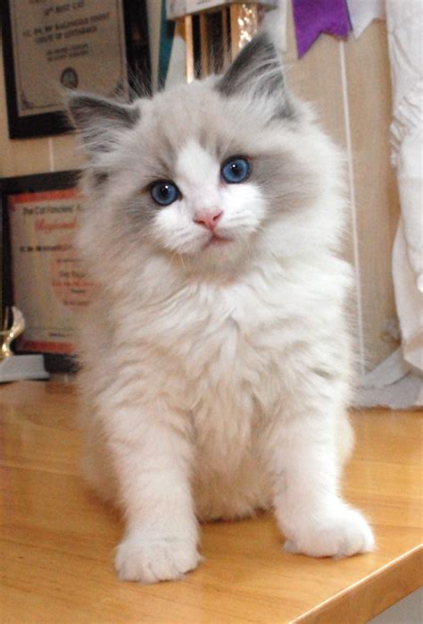 Ragdoll Cat History Personality Appearance Health And