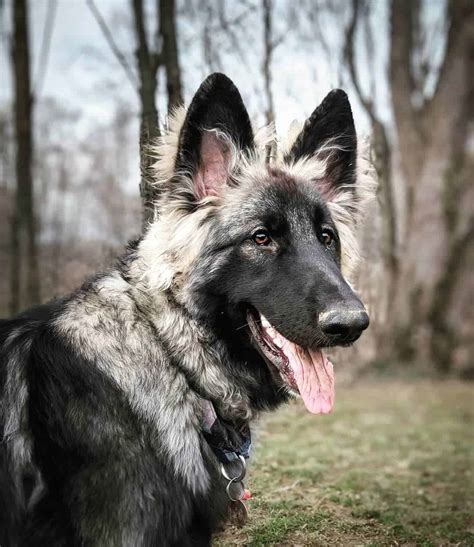 Everything You Need To Know About The Majestic Shiloh Shepherd K9 Web