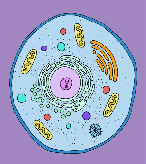 Cell Nucleus Biology Organelles Atiara Diguna