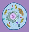 Cell Nucleus biology organelles - Atiara Diguna