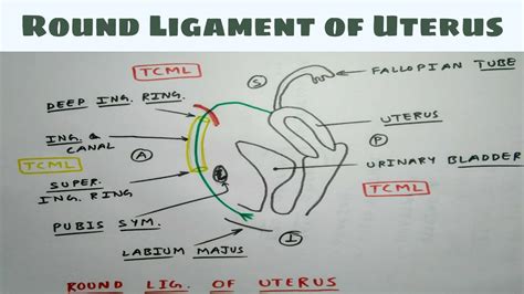 Round Ligament Attachments