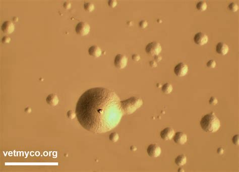 Mycoplasma Ovipneumoniae Vetmyco
