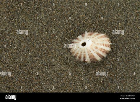 Limpet On Beach Hi Res Stock Photography And Images Alamy