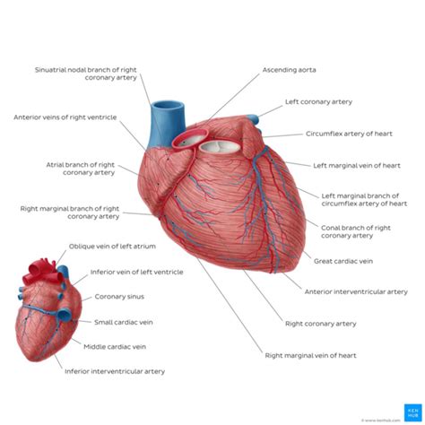 Anatomy Of The Human Heart Physiopedia