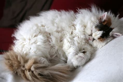 Curly Haired Cat Breeds With Looping Locks Great Pet Care
