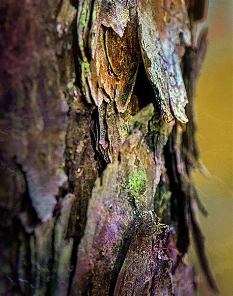 Tree Bark Macro Photography Enchanting Green Violet Red