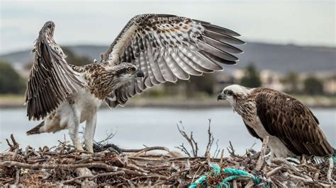 Rare Nesting Eastern Ospreys Antics Followed By The World Abc News