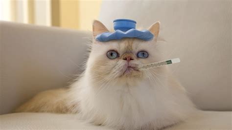 ¿qué Hacer En Caso Tengamos Un Gato Con Gripe Mejor Amigo