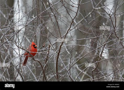Male Northern Cardinal Perched On Bare Branches Stock Photo Alamy