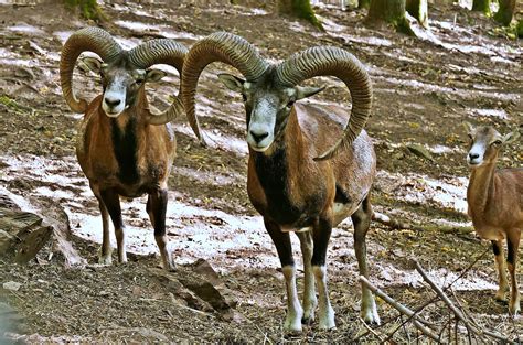 Mouflon Wild Sheep Horns Free Photo On Pixabay