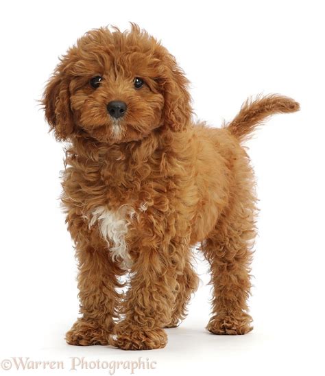 Dog Red Cavapoo Puppy Standing Photo Wp46775