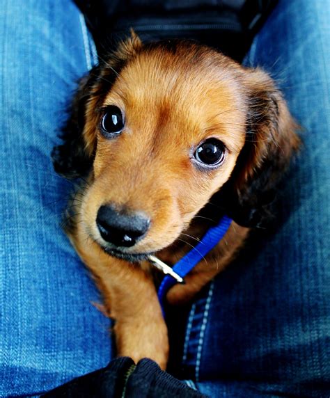 Teddy The Doxie Puppy Sausage Dogs Wiener Dogs Dachshund Puppies