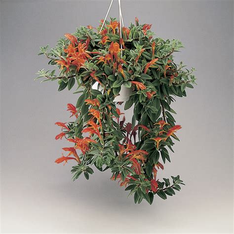 Give or take a few degrees. Goldfish Plant, Dancing Dolphins Indoors (Columnea species ...