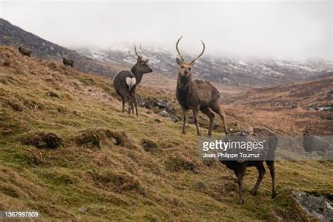 Sika Deer Ireland Photos And Premium High Res Pictures Getty Images
