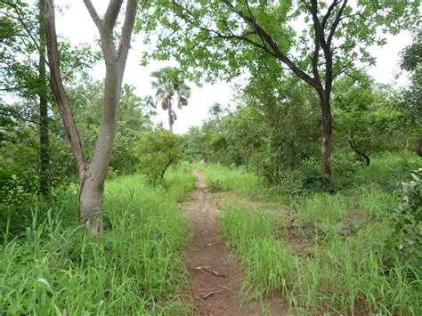 Narrow Track In Dense Deciduous Woodland Fedougou Mali A Flickr